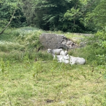 Kühe vor Abrissreifer Brücke